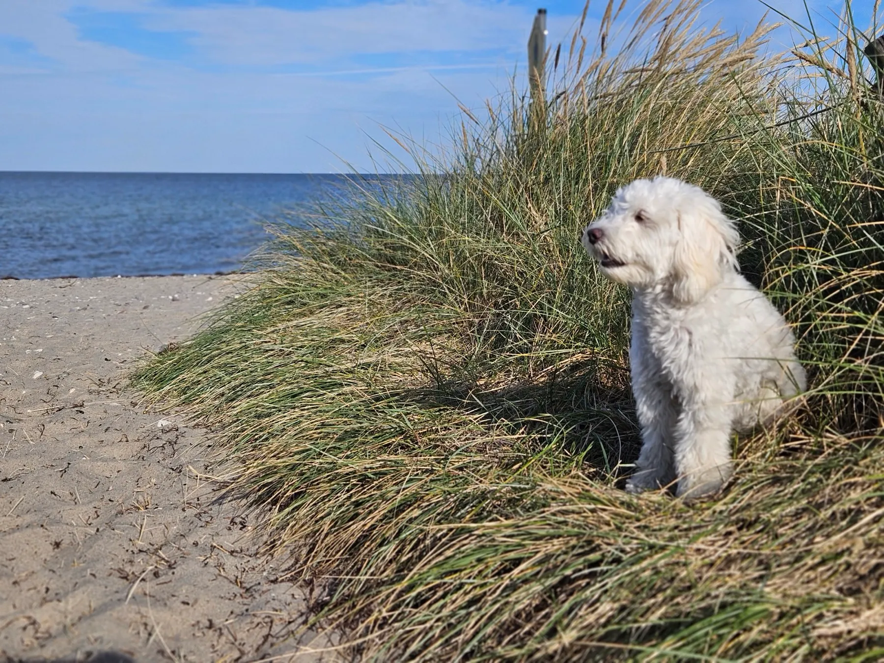 Ein kleiner weißer Hund sitzt im Strandhafer am Rand einer Düne, links daneben heller Sandstrand und die ruhige Ostsee unter blauem Himmel.