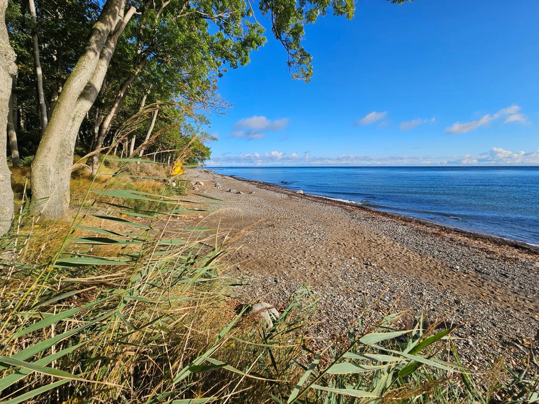 Ein weiter Strand aus Kieseln und Geröll am Steilufer: links reichen Buchen bis an die Abbruchkante, rechts liegt die Ostsee unter blauem Himmel.